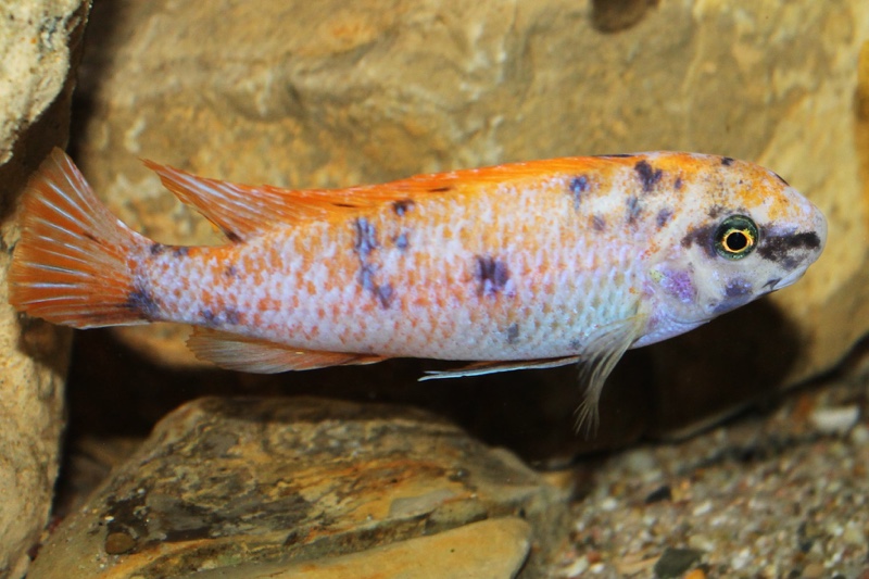 Labeotropheus trewavasae 'Thumbi West Island'